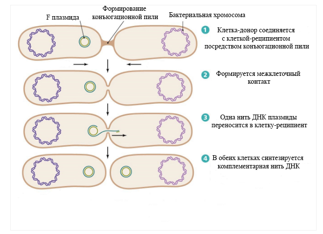 Следующими этапами становятся. Конъюгация инфузорий схема. Процесс конъюгации у бактерий. Плазмида бактериальной клетки. Размножение бактерий конъюгация.