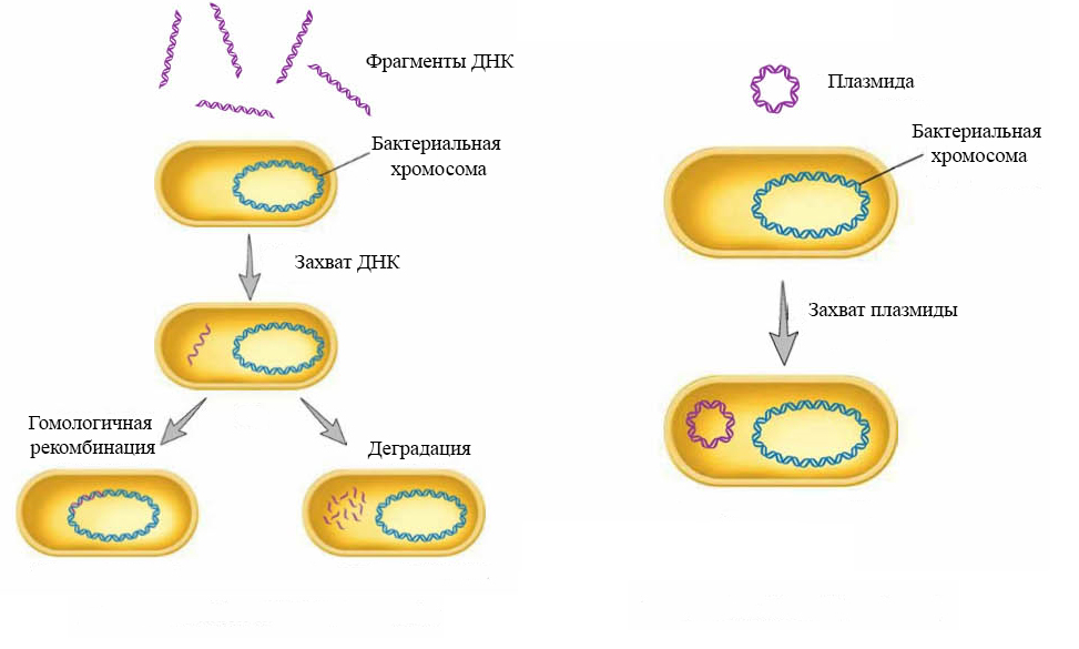 Прокариоты кольцевая днк. Трансформация бактериальных клеток. Стадии трансформации бактерий. Трансформация бактерий схема. Трансформация микробиология схема.