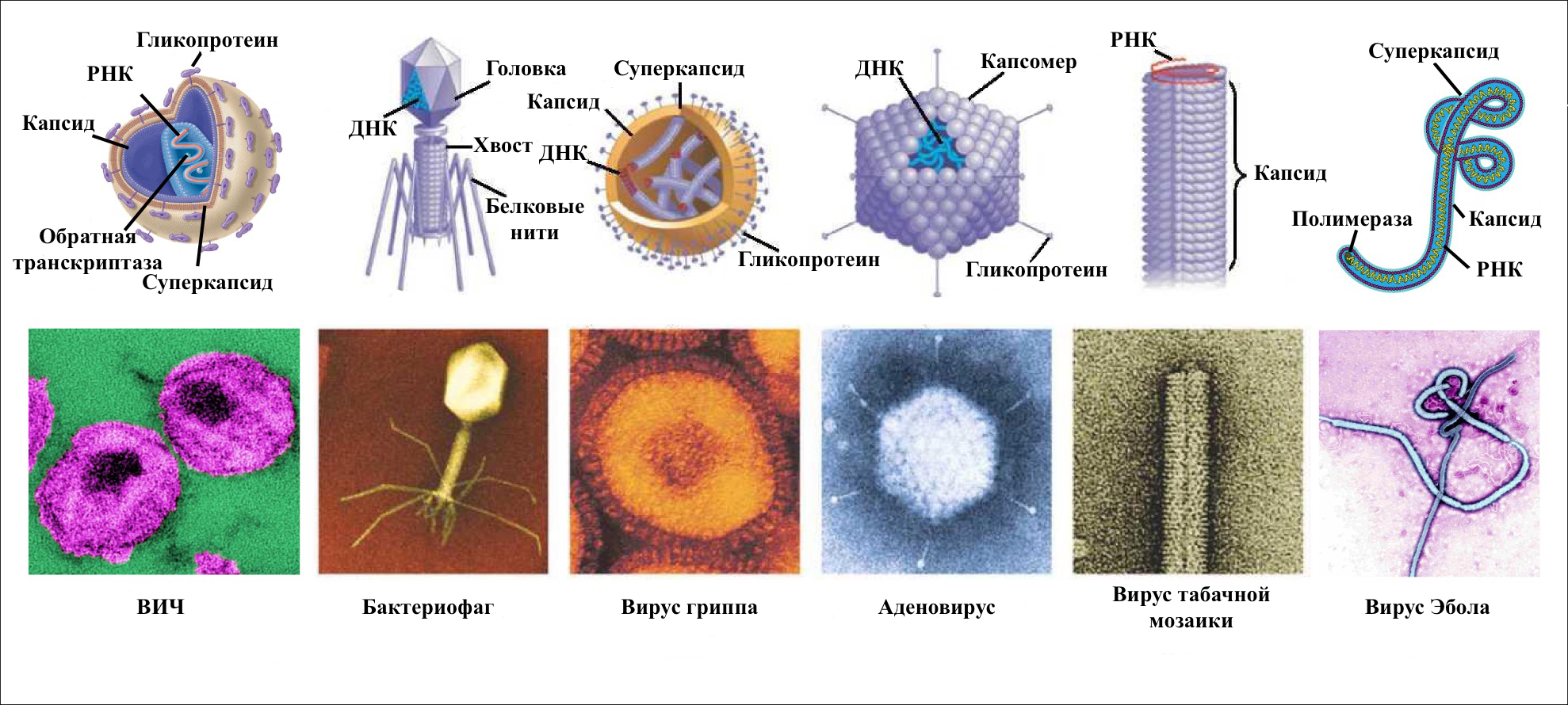 Морфология вирусов бактерий